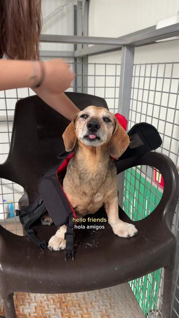 @Lucas The Dog