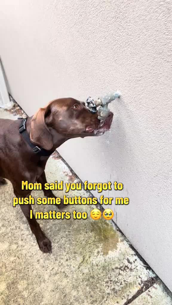 @Rocky_and_mom 🐾❤️🐶