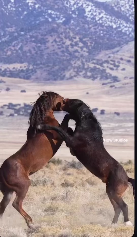 @HORSES
