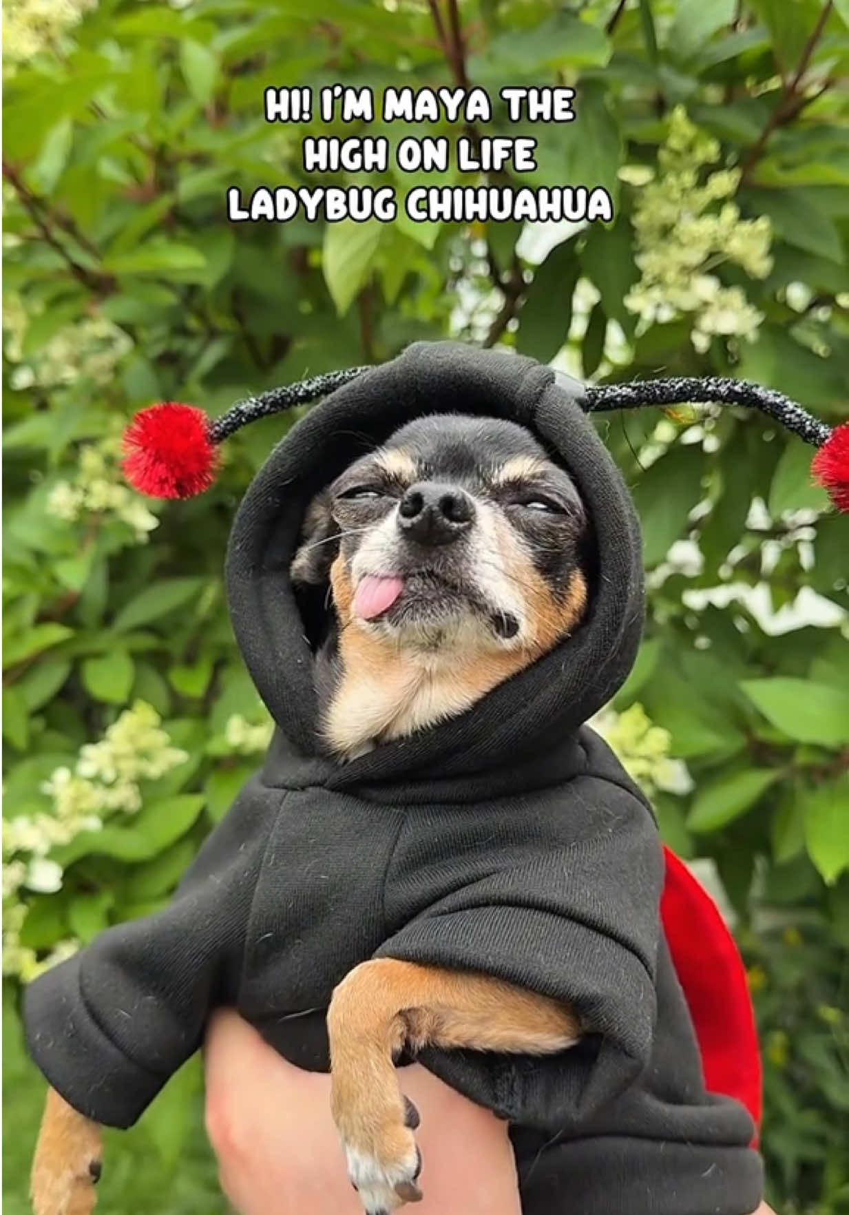 @Tiny Chihuahua Cedric & Maya