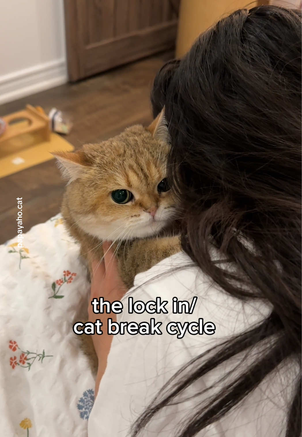 @Papaya the Cat