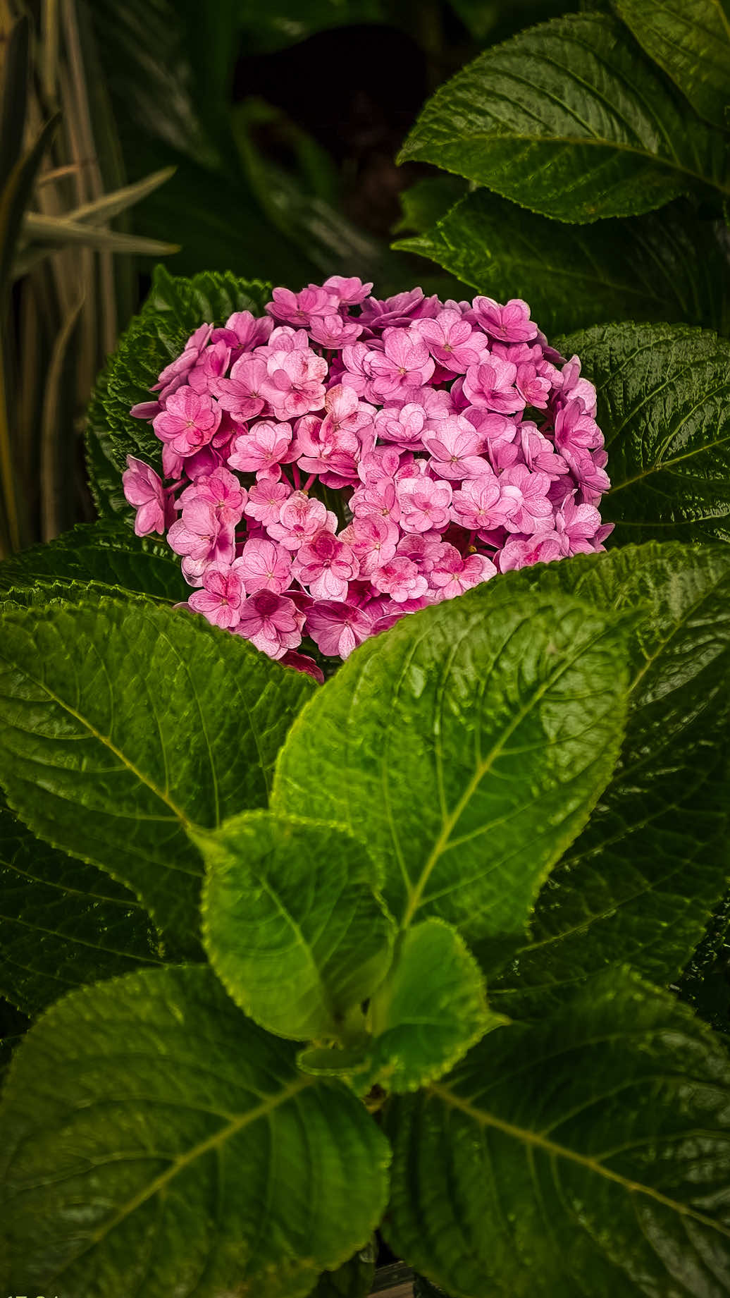 @𝑻𝒂̂𝒏 𝑻𝒉𝒊