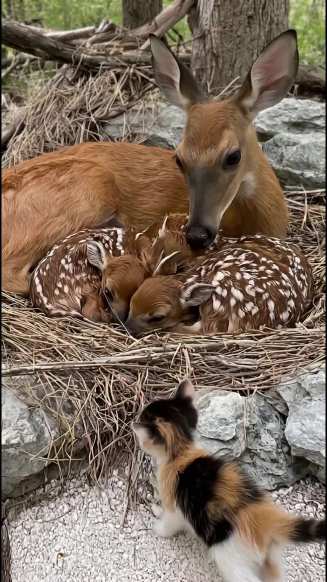 @middlepets