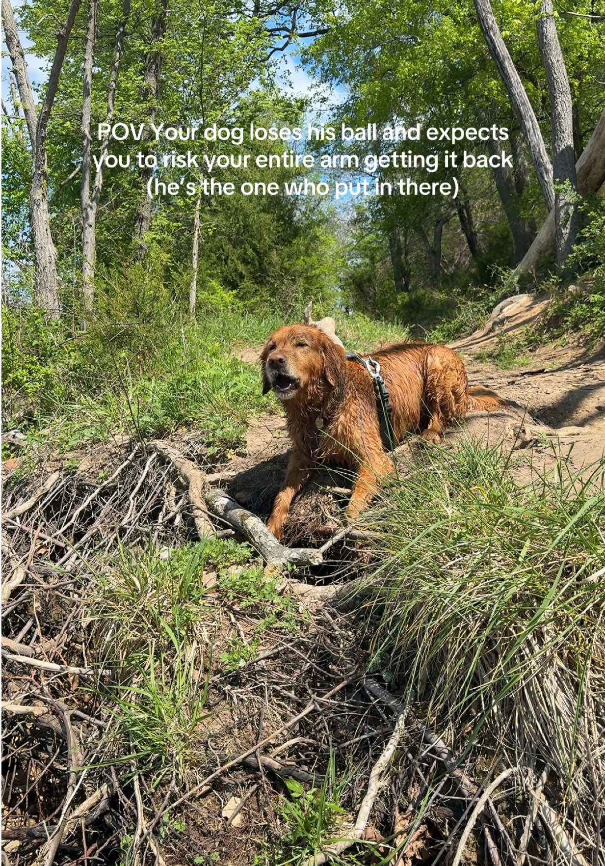 @Bentley the Spicy Golden🌶️