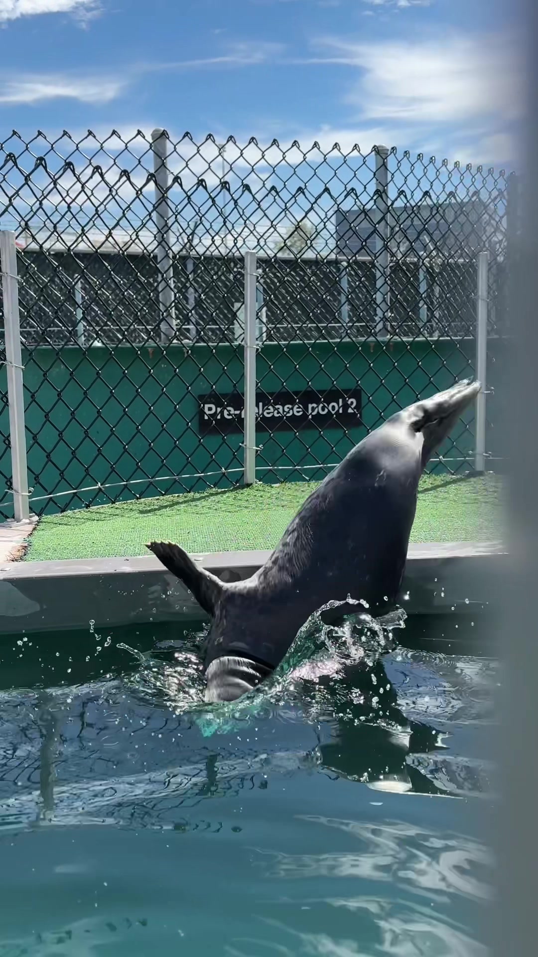 @Marine Mammal Rescue Society
