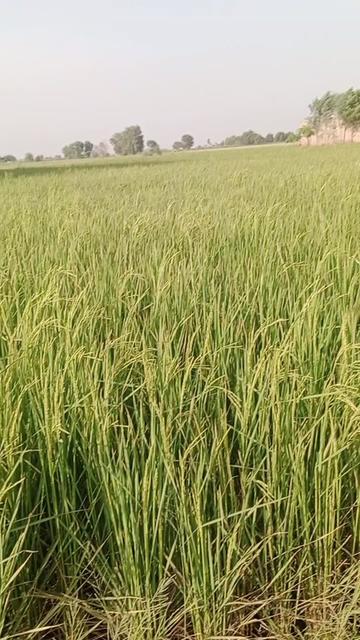 @🌹پنڈا آلے🌱🌾🇵🇰