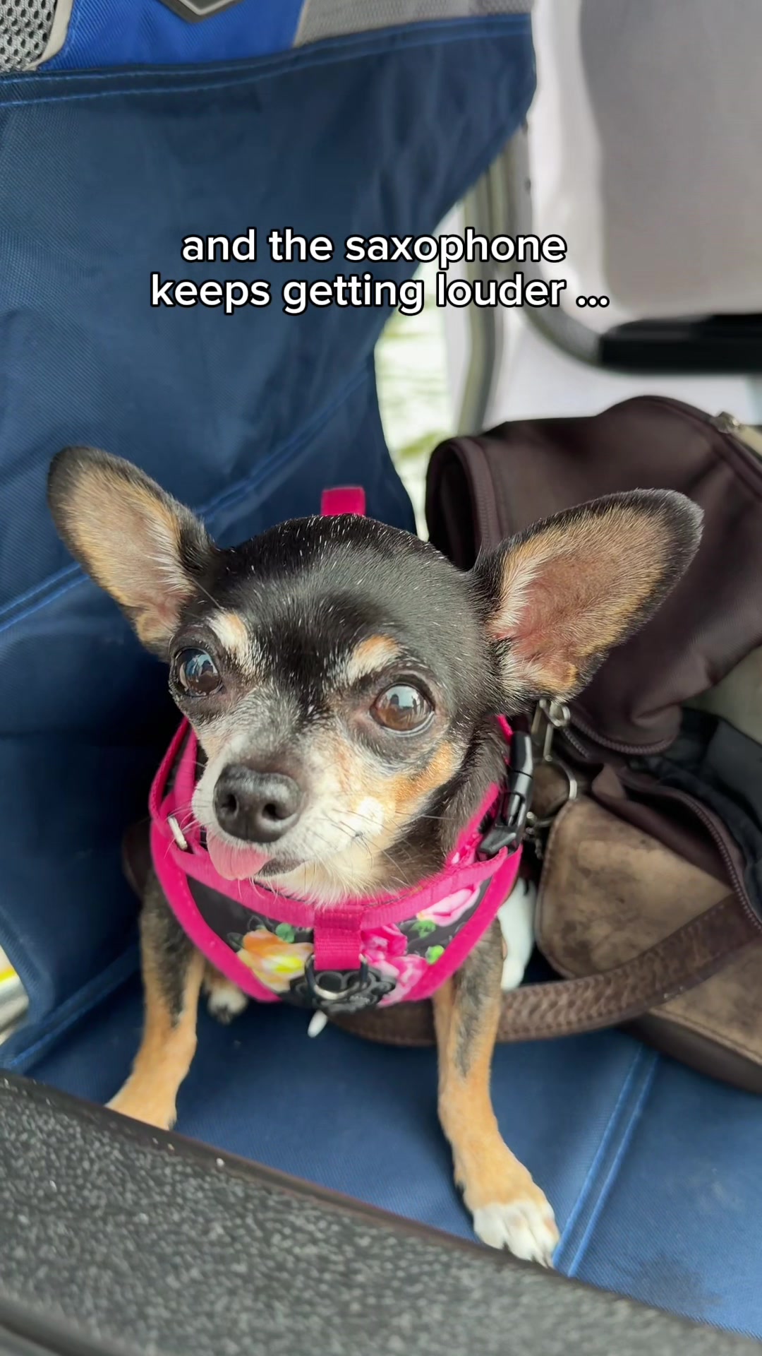 @Tiny Chihuahua Cedric & Maya