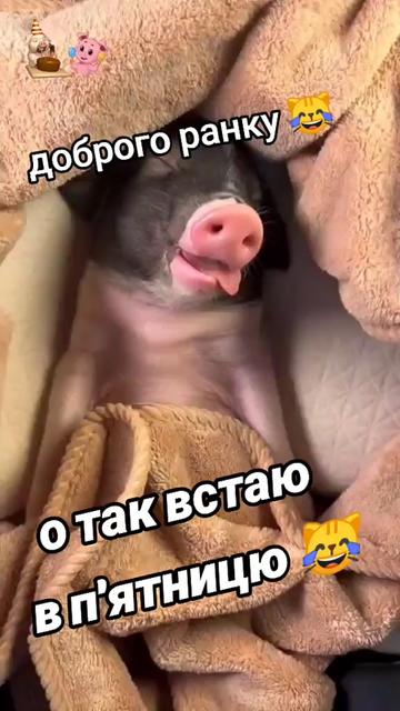 @Киця Бабина