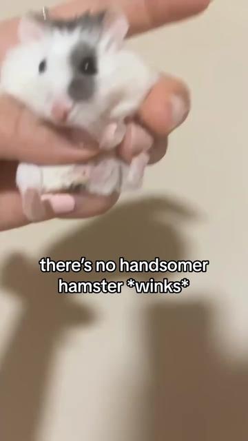 @Milkbun Hamstery 🍡