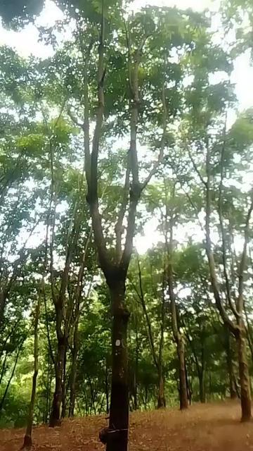 @Sapana Limbu