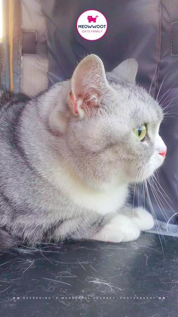 @MeowWoot - Cats Family