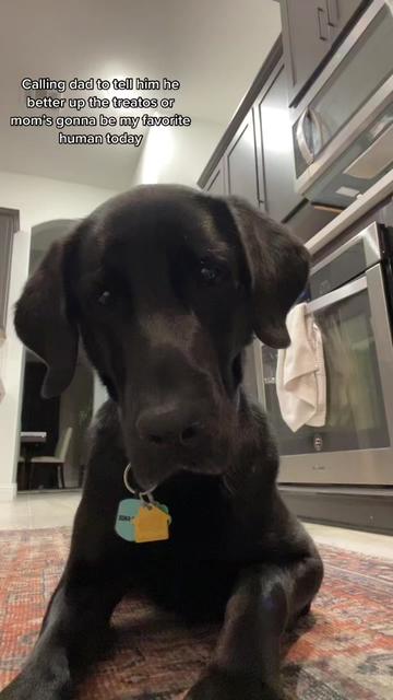 @Huxley Knox the Black Lab
