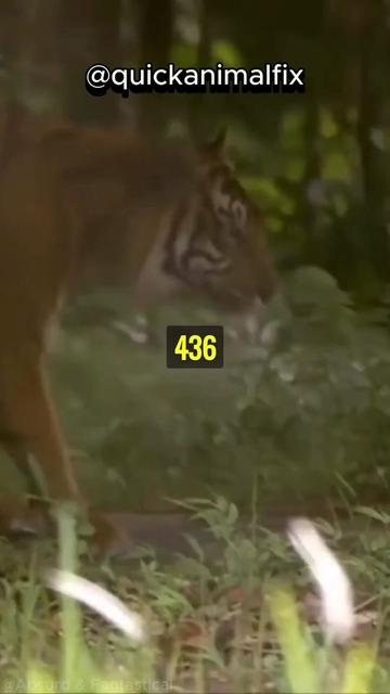 @quickanimalfix