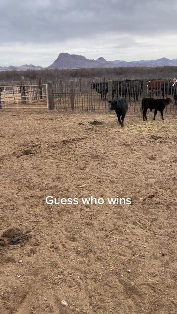 @carlosthecowpuncher