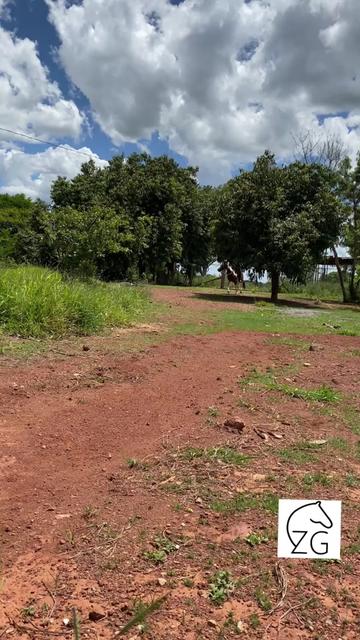 @Haras Zé Galego