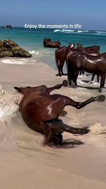 @Andersonacresfarmlife