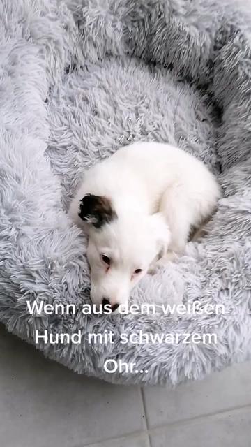 @S. T.