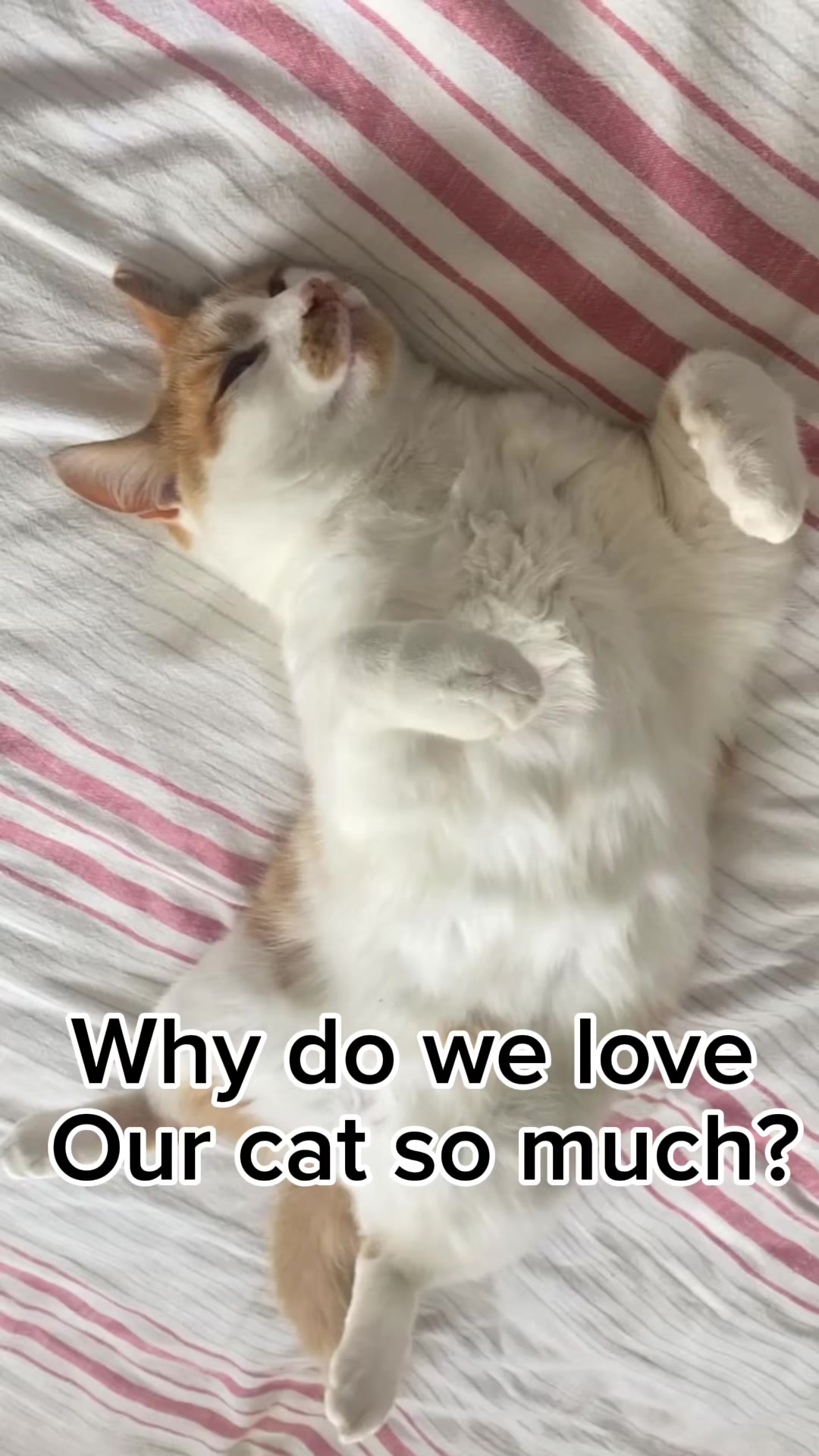 @mrsmeow