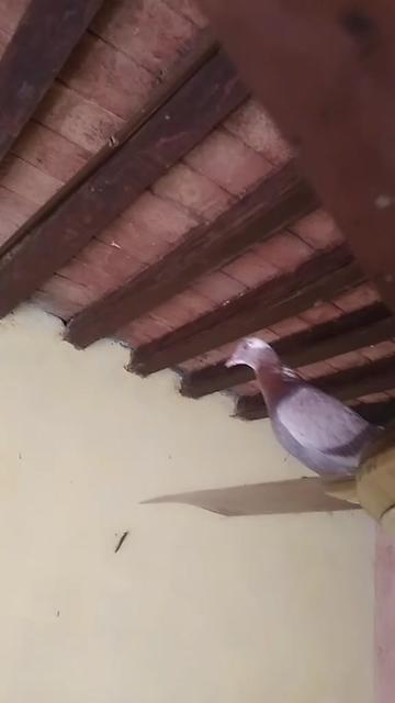 @user392643109488