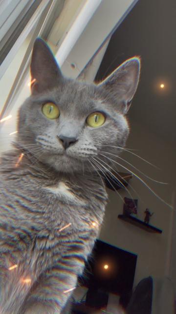 @KittyTheCat