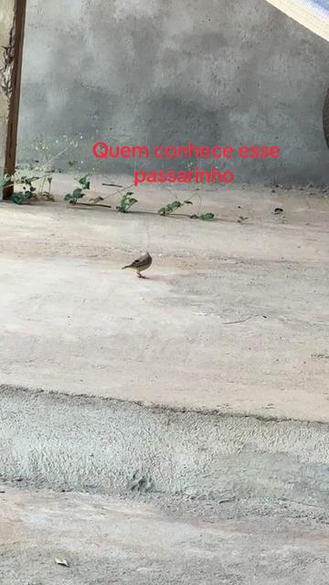@Cícero Maicon Lopes