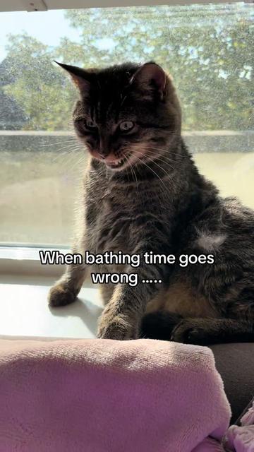 @Joep_the_ rescuecat