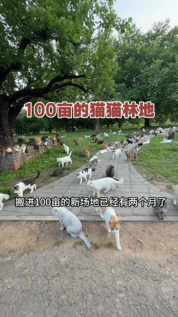 @小可爱猫猫们