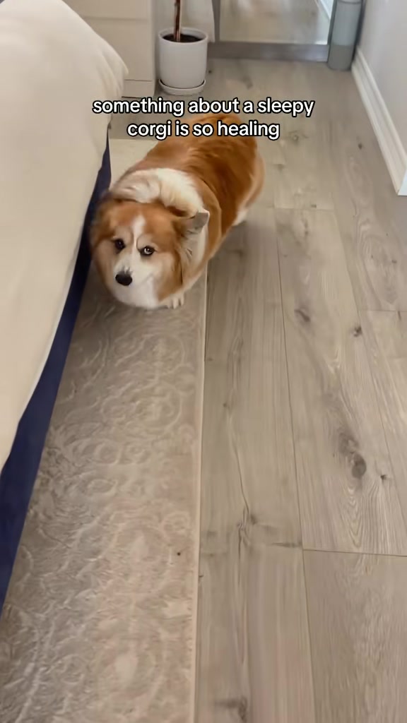 @hudsonthefluffycorgi