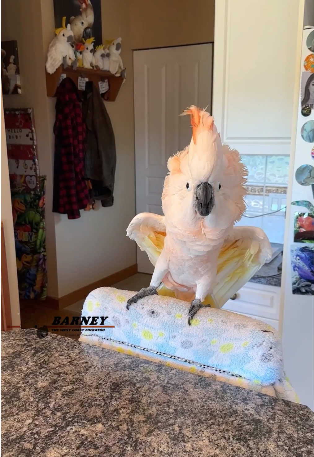 @Barney the West Coast Cockatoo