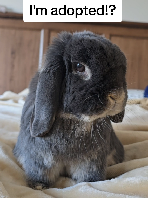 @Blueberry the Bunny