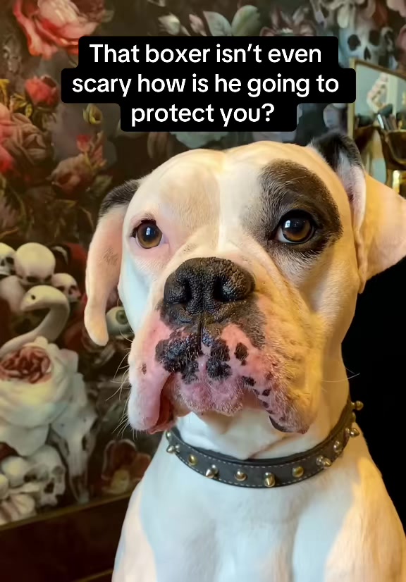 @Packmentality