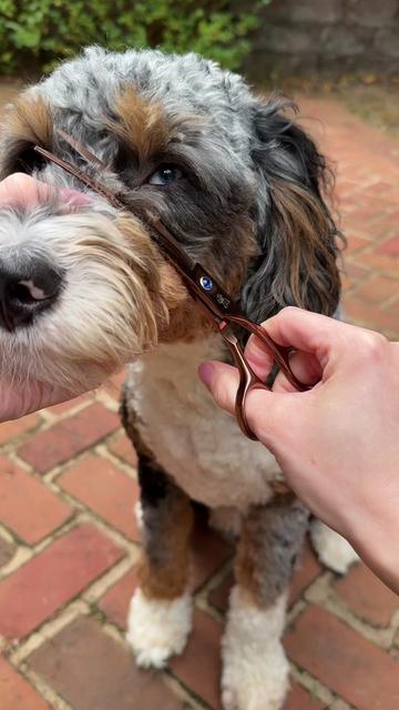 @Archie The Bernedoodle