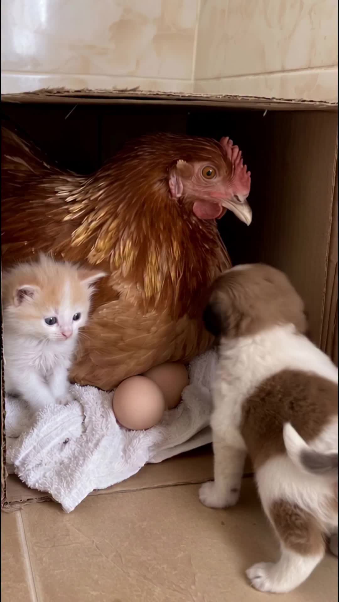 @middlepets