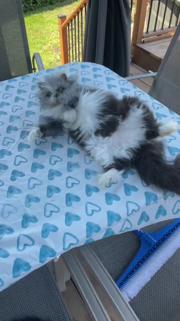 @atchoumthecat