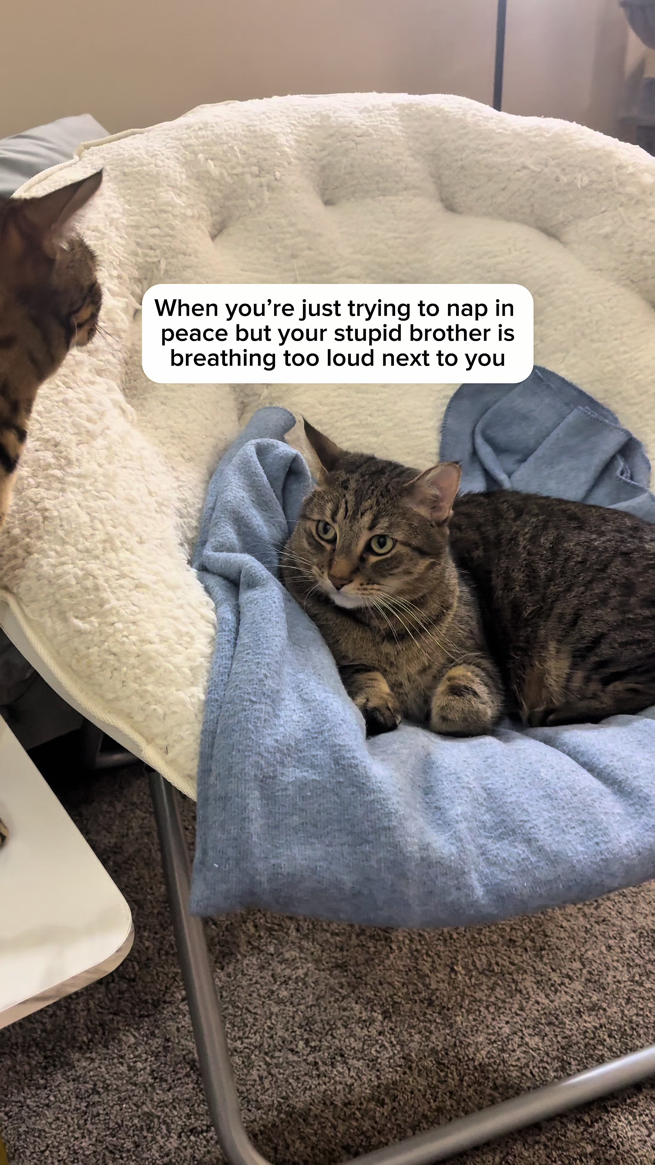 @Three Nawty Cats