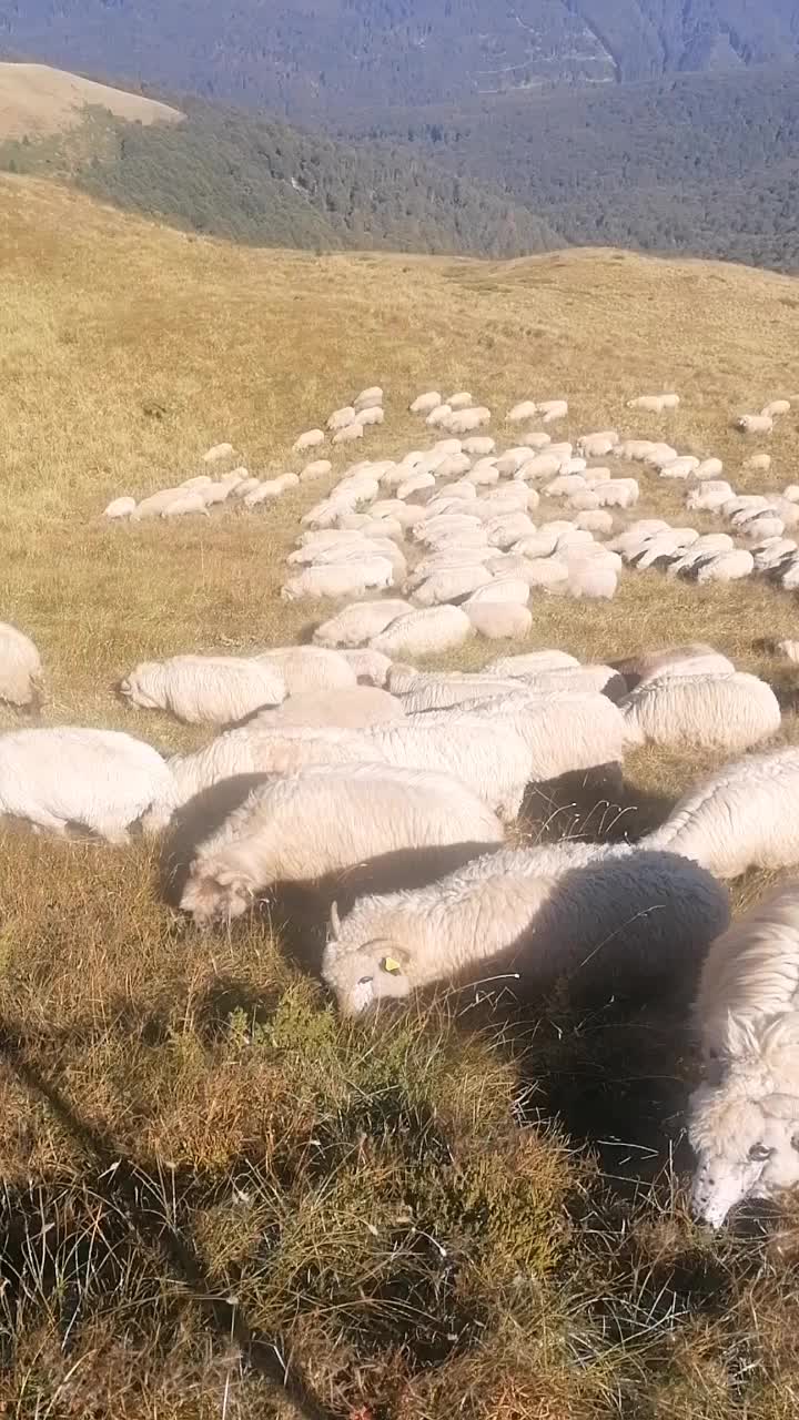@Ionuț Boghitoi 38