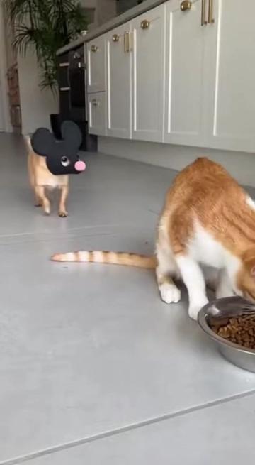 @Purrfect Moments