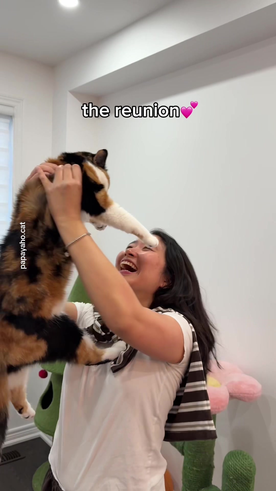 @Papaya the Cat