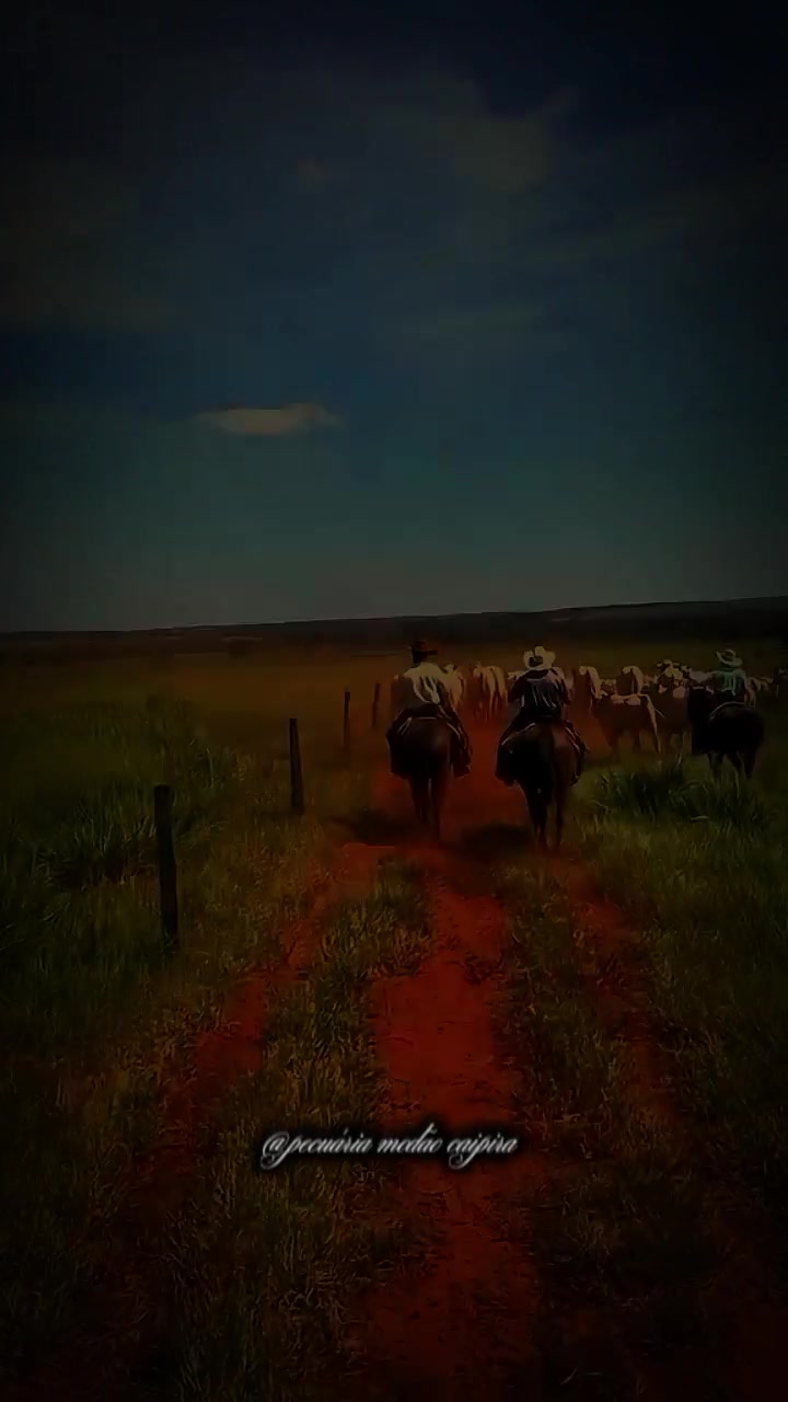 @pecuária modão caipira