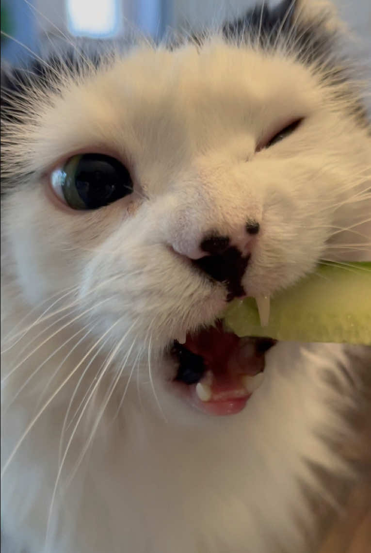 @The Oreo Cat
