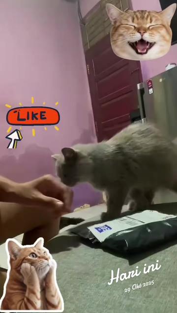 @Medayo Petcare
