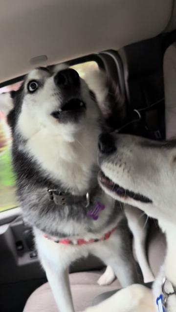 @Derpydogbus