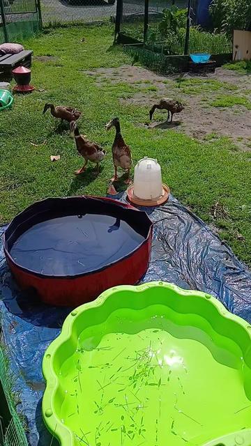 @Kaczogr&oacute;d u Milki🦆🦆🦆🦆