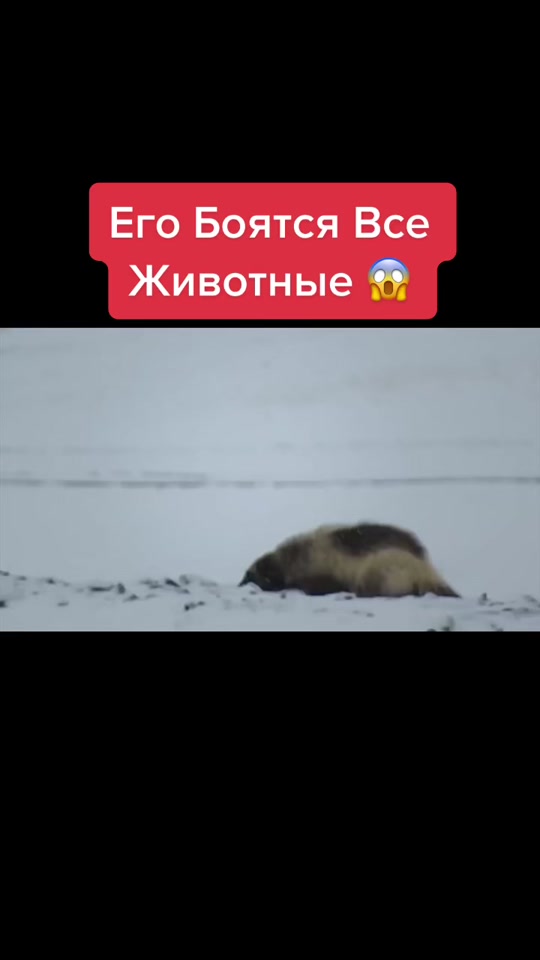 @Живность