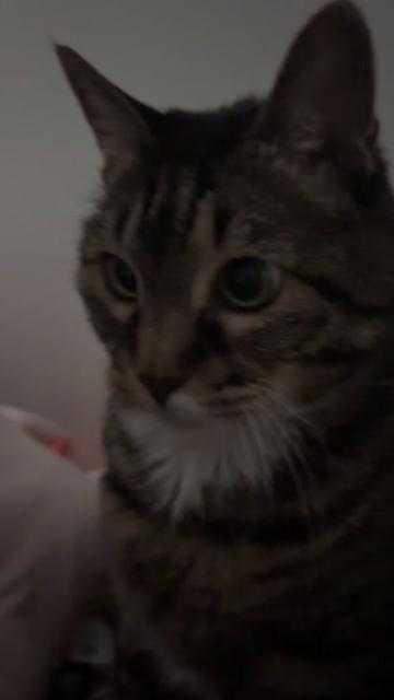 @ganzi_kitty