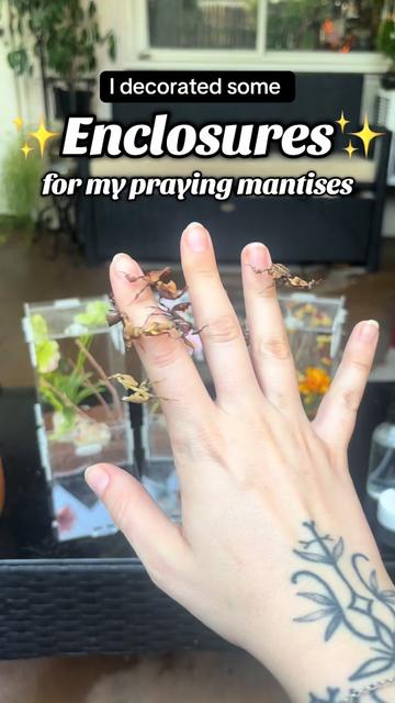 @Mythic Mantis