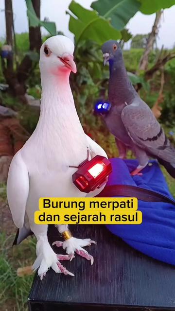 @BANG LEYON
