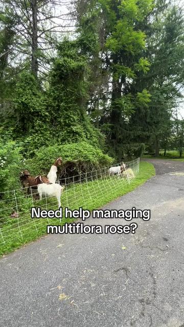 @amazingrazinggoats