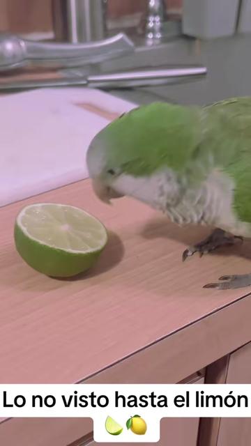 @Charlie🦜