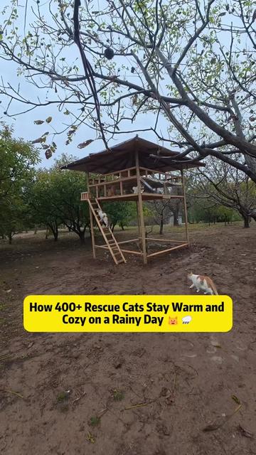 @Stray Cat Talkz
